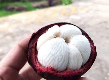 กระจายผลไม้ “มังคุด” พารามิเตอร์รูปภาพ 4